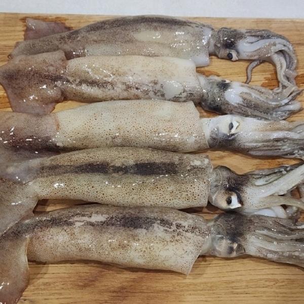 국내산 냉동 오징어 6미