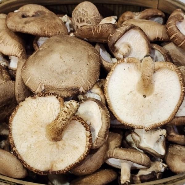 표고버섯 못난이 2kg