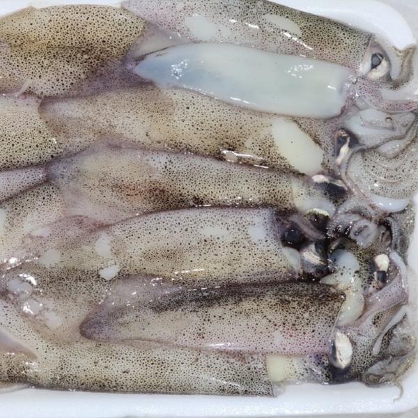 냉동 총알한치 1kg