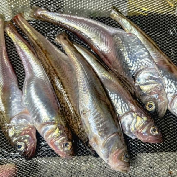 냉동 도루묵 2kg