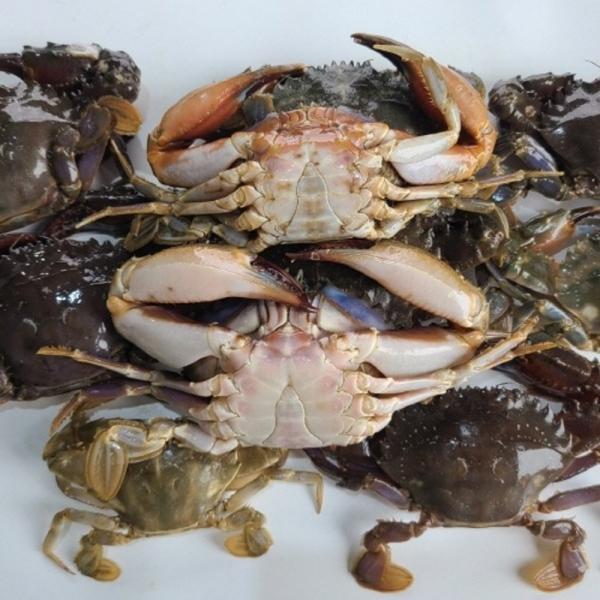 냉동 돌게 5kg