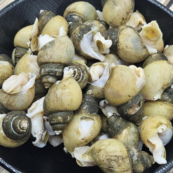 국내산 냉동 골뱅이 2kg