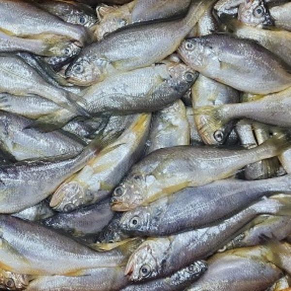 국내산 참조기 3kg