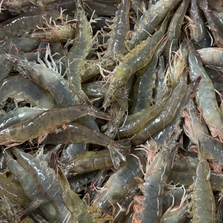 국내산 활 흰다리새우 500g