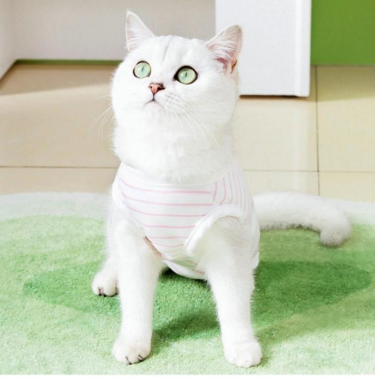 스트라이프 고양이 중성화복 반려견옷 애견 강아지 강아지옷