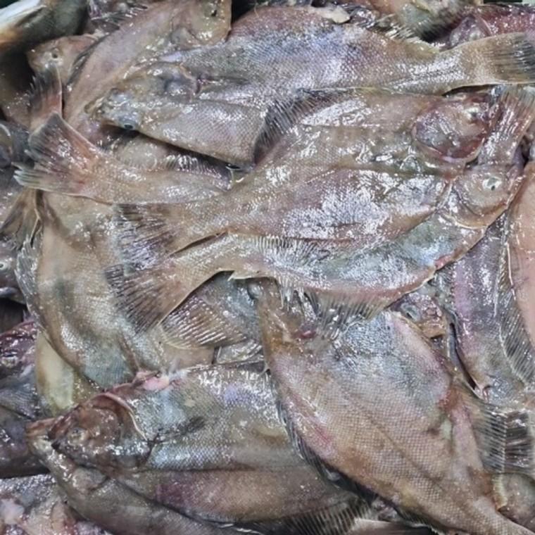 국내산 냉동 참가자미 2kg