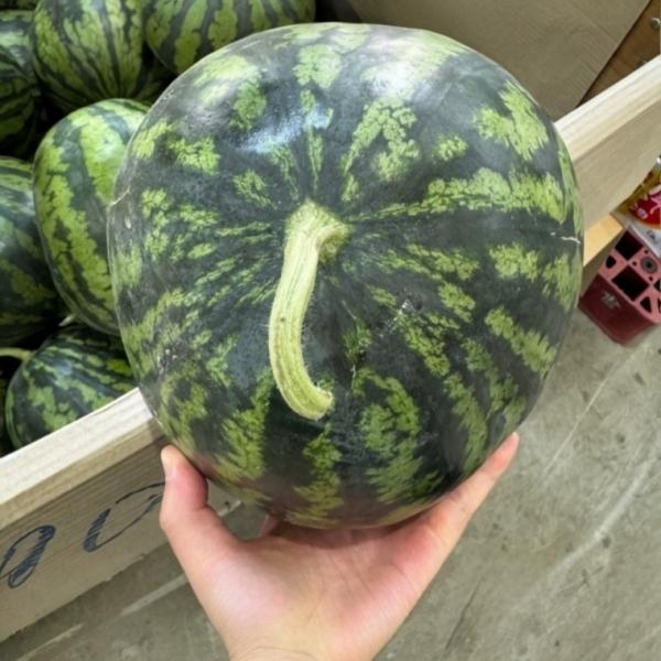 고당도 못난이 수박 4kg 시원한 제철 과일 꿀수박 고당도수박
