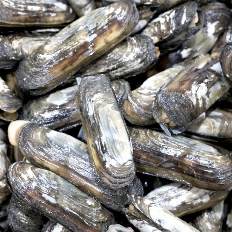 국내산 맛조개 2kg