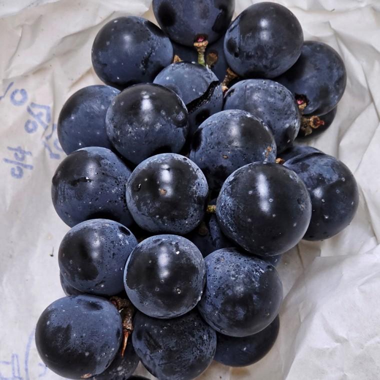 캠벨 포도 2kg