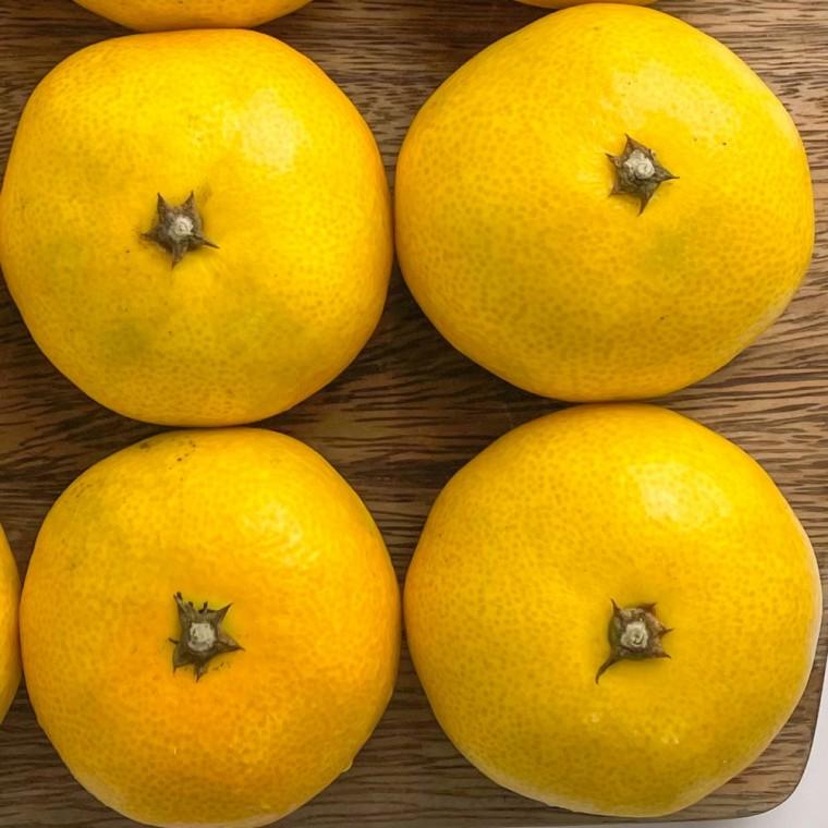 제주 감귤 주스용 5kg