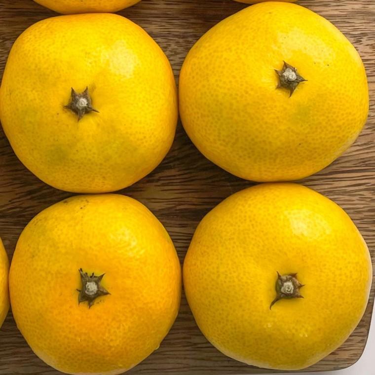 제주 감귤 주스용 10kg