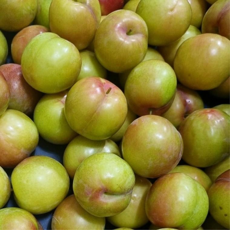자두 3kg 상