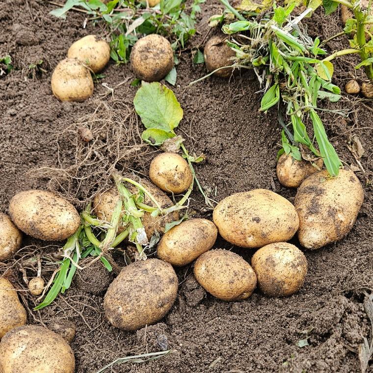 [바른정성] 꺼내자마자 든든한 두백감자 3kg 자연그대로 중간사이즈