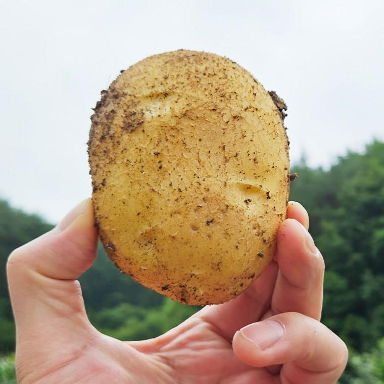 [바른정성] 바람 따라 자란 두백감자 1kg 포슬한 입속의 감동 대사이즈