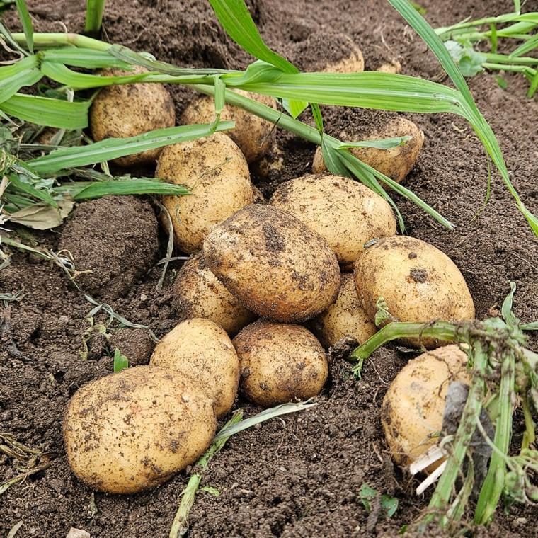 [바른정성] 오늘수확 두백감자 특 1kg 포슬포슬한 감자요리