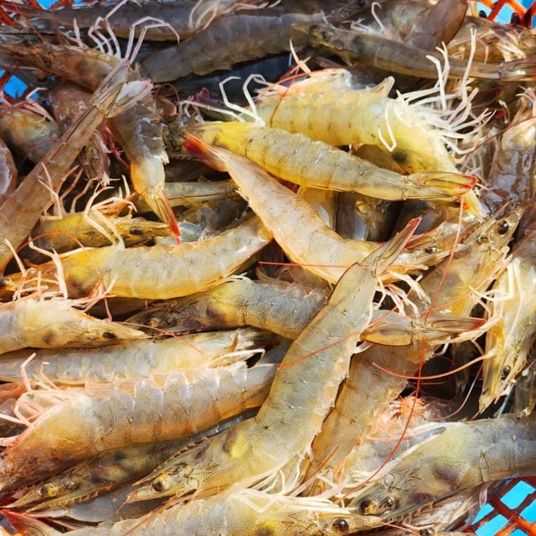 [바른정성] 우리집 신선한 활 흰다리새우 500g 12-14미 바다의 선물