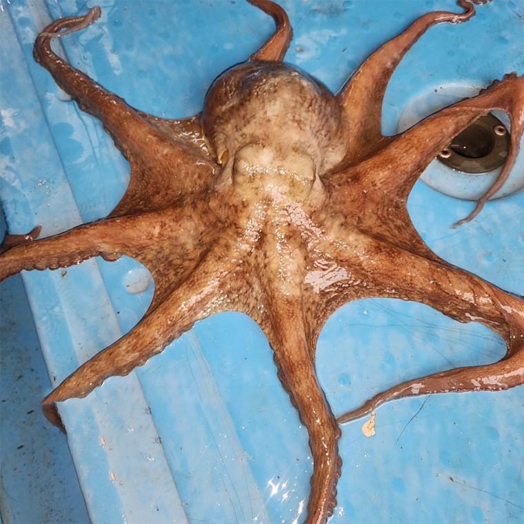 [바른정성] 가족 건강을 위한 활 통영 돌문어 1kg 고급 수산물 1-4미