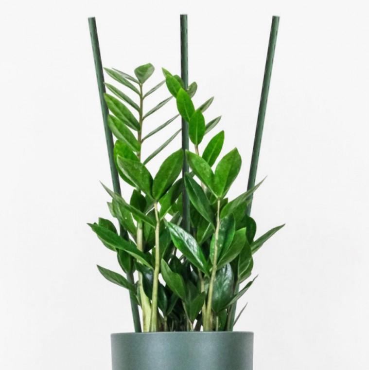 지주대 식물 지지봉 화분 원형 넝쿨 원예 60cm 10개