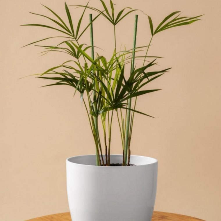 지지대 식물 화분 화초 지주대 수태봉 90cm 10개