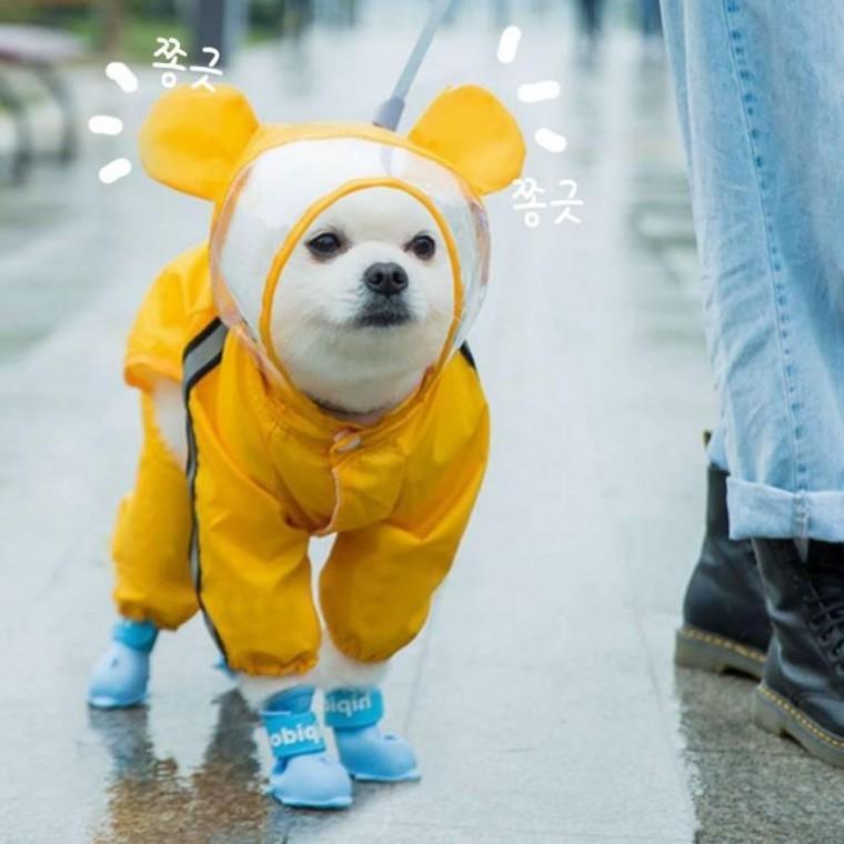 잔솔 강아지 우비 레인코트 애견 판초 올인원 망토