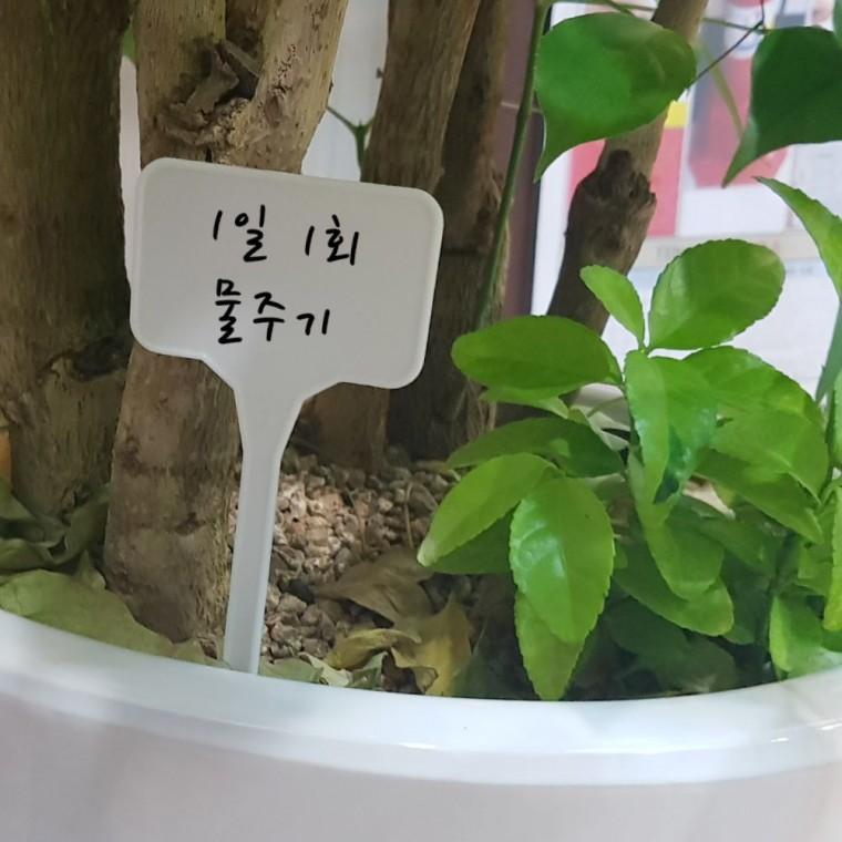 농작물 표시판 작물명 표찰 원예 라벨 꽂이형 화분 네임택