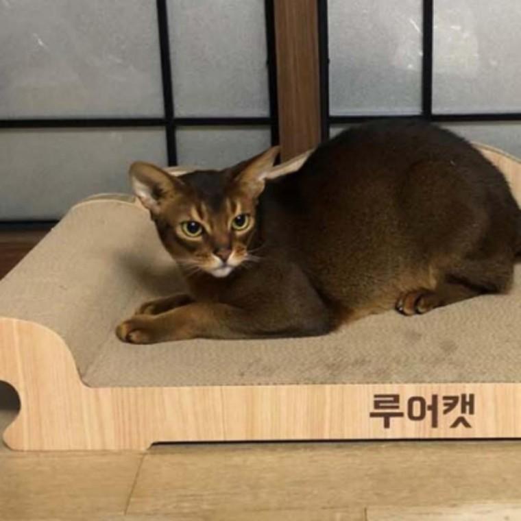 반려묘 고양이 휴식 스크래처 먼지 베드 쇼파 XL 1P