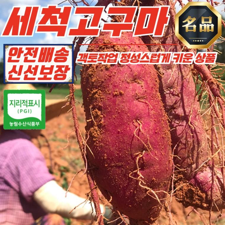 해남 고압살균 세척 고구마 5kg (중상)