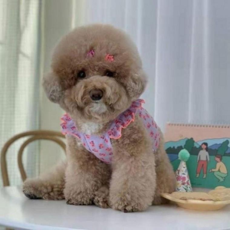 PET 강아지 옷 플라워 프릴 나시 티셔츠 강아지옷 프릴티 레이스옷 프릴옷 고양이옷