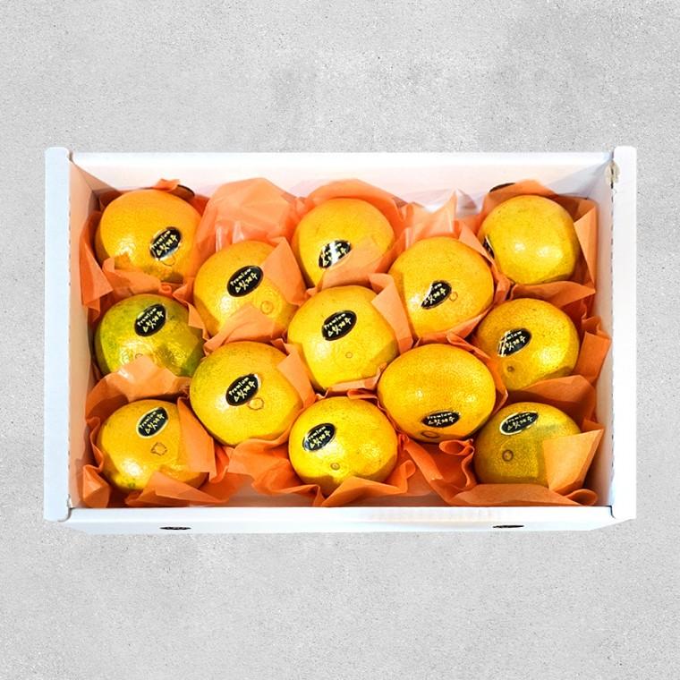 제주 황금향 선물세트 중과 5kg(실중량4.5kg) 19-25과