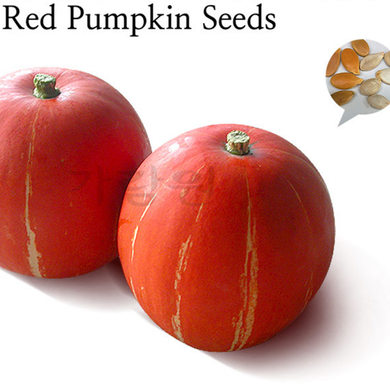약호박 씨앗 화초 호박 빨간 호박 씨앗 10립 red pumpkin seed