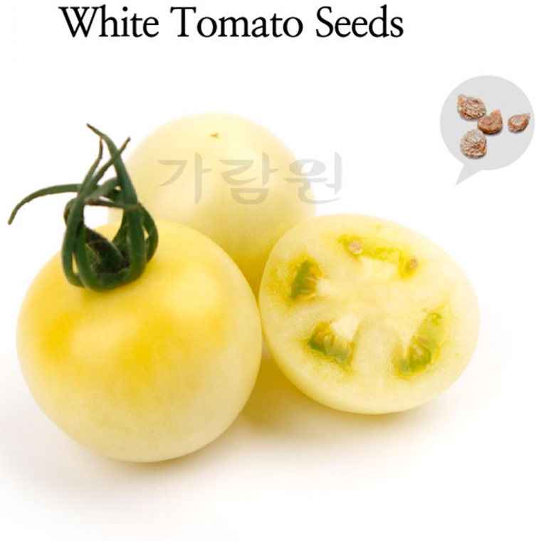 토마토 씨앗 중과형 흰색 토마토 씨앗 종자 화이트 채소 10립