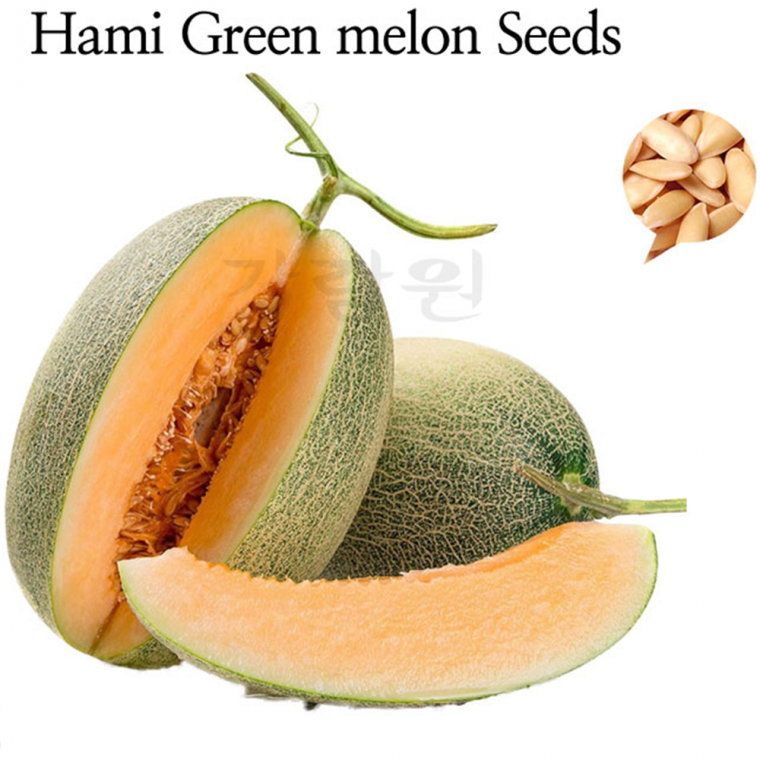 하미그린 멜론 씨앗 과일 씨 10립