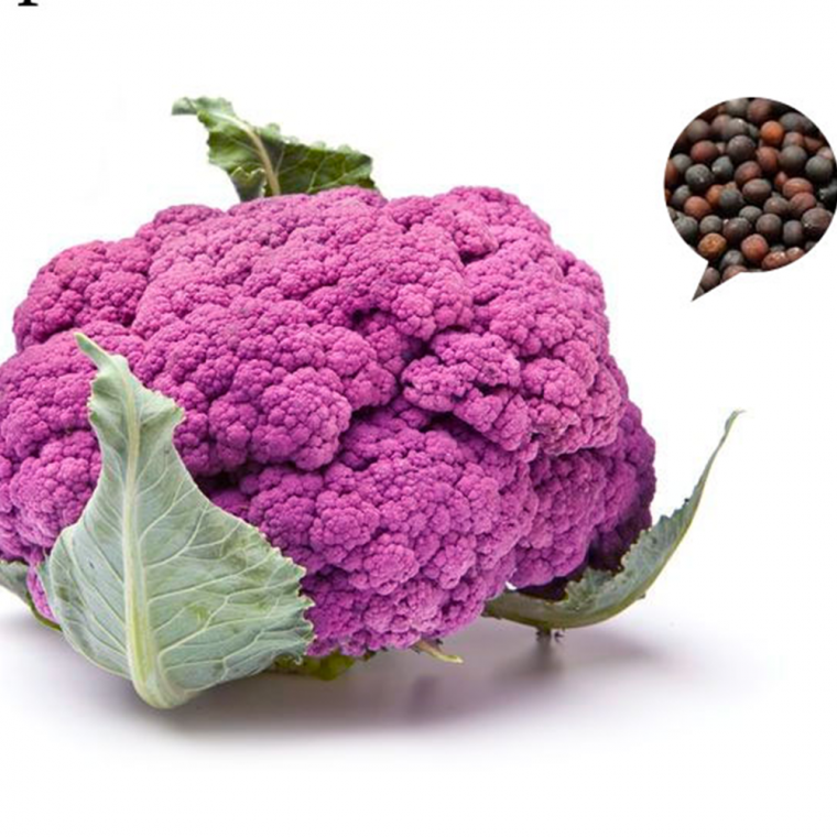 콜리플라워 씨앗 자색 컬리플라워 씨앗 꽃양배추 종자 purple cauliflower seed 50립