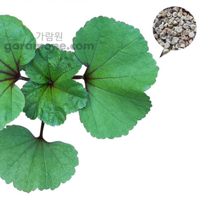 아욱 씨앗 홍줄기 붉은아욱 씨앗 chinese mallow seeds 100립