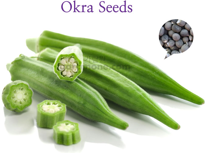오크라 씨앗 별모양 채소 100립 okra seed