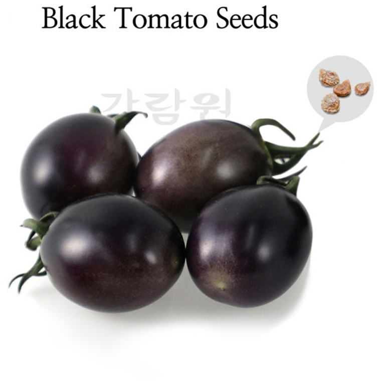 방울토마토 씨앗 대추형 인디고 토마토 씨앗 채소 종자 10립