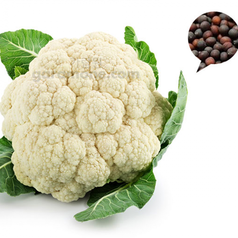 콜리플라워 씨앗 흰색 컬리플라워 꽃양배추 white cauliflower seed 100립
