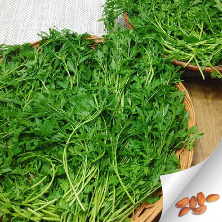 영채 씨앗 산갓 향갓 국내산 garden cress seed 2000립
