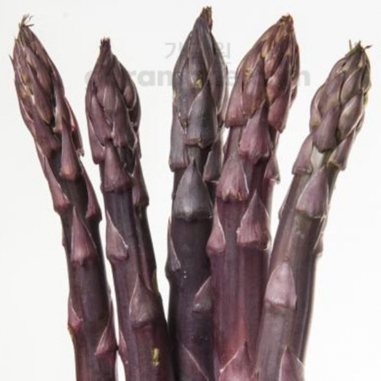 자색 아스파라거스 씨앗 pupple asparagus seed 40립
