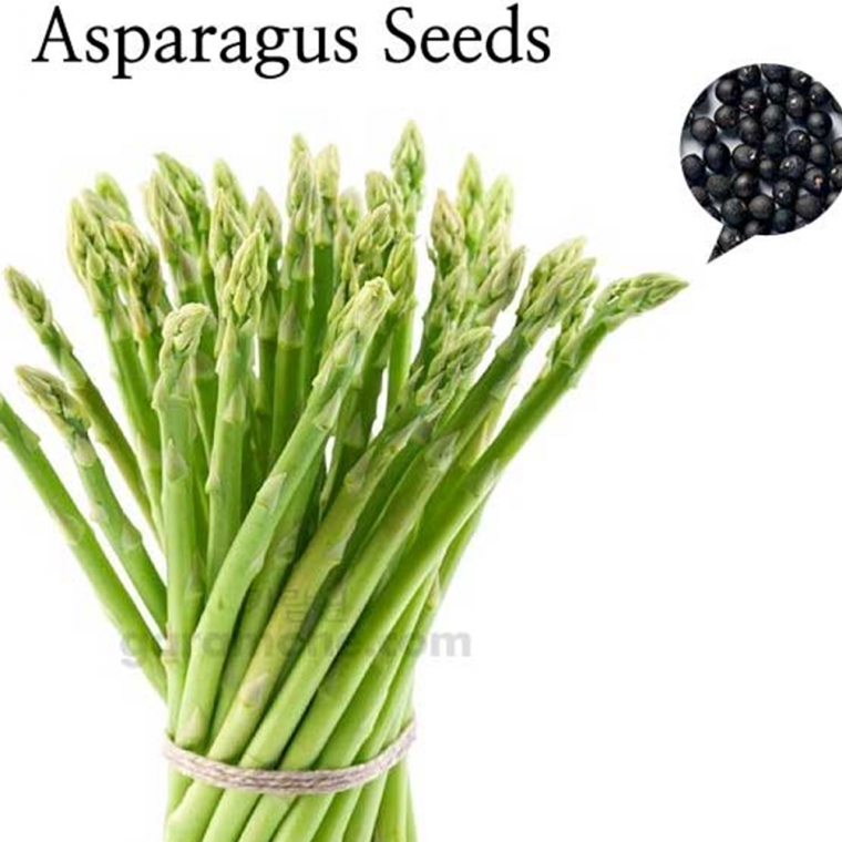 아스파라거스 씨앗 asparagus seed 50립