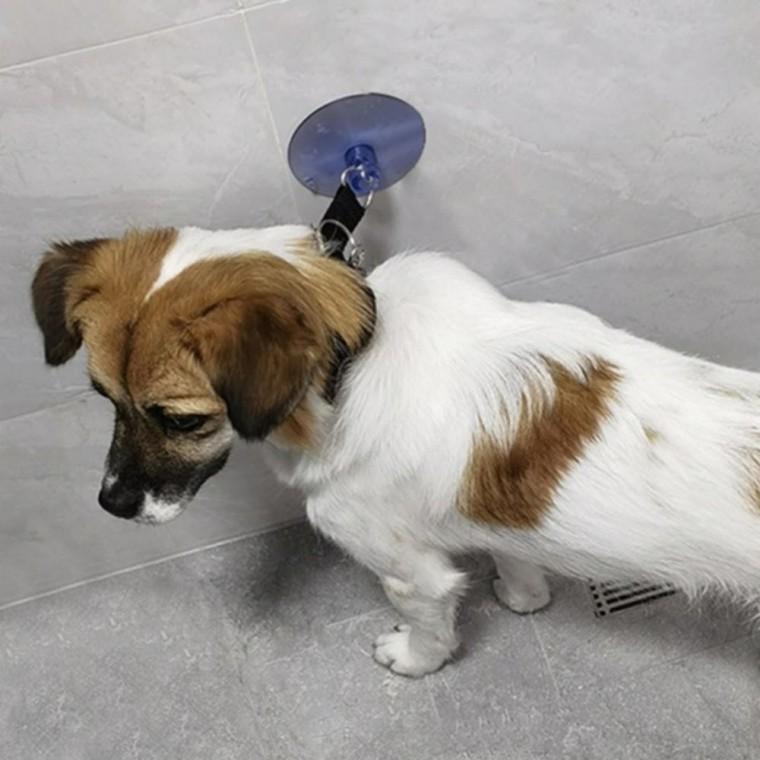 강아지 목욕 고양이 브러쉬 장갑 리드줄 흡착 안전