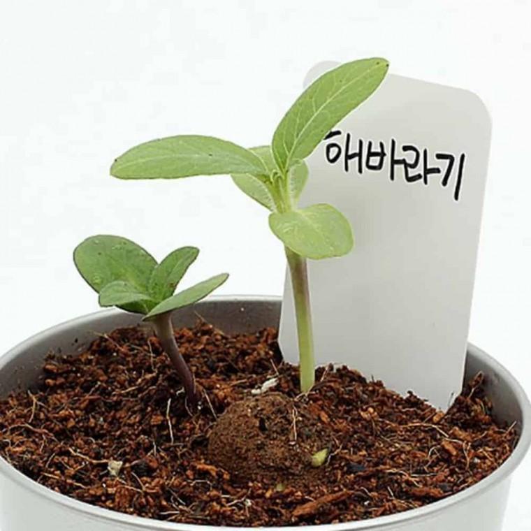 씨드볼 미니해바라기 꽃씨앗 꽃키우기 씨앗키트 꽃재배