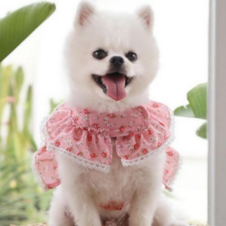 펫패션 강아지하네스 하네스 플라워 고양이 레이스 강아지