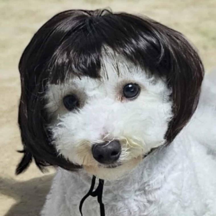 강아지 단발가발 애견패션 동물가발