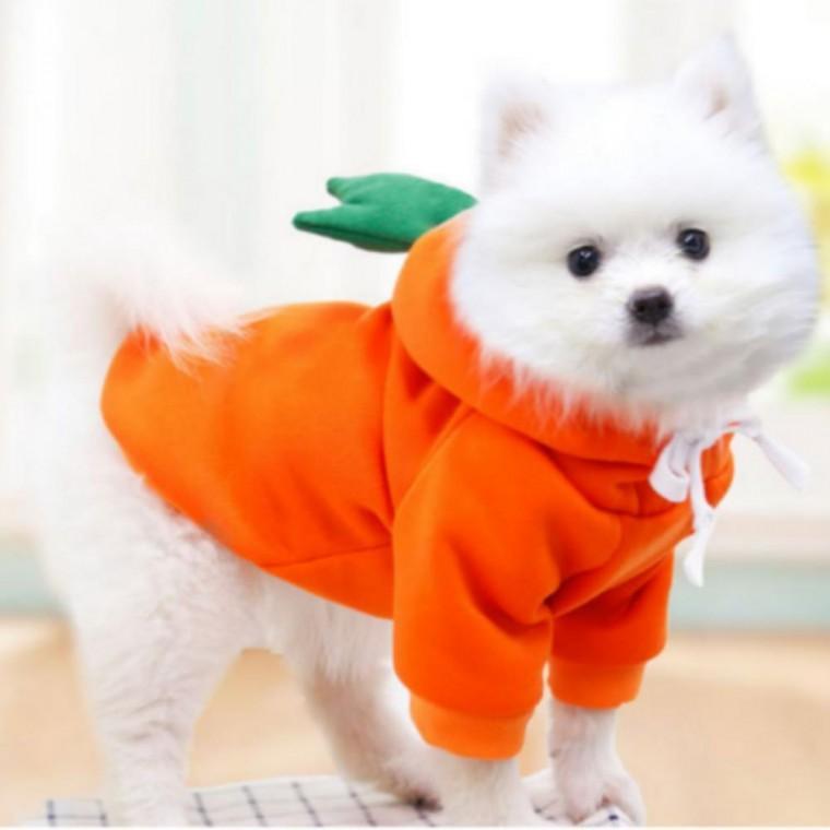 반려동물패션 고양이옷 기모 고양이 과일옷 반려동물 강아지