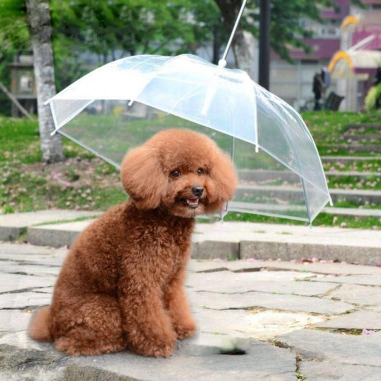 애견 투명 우산 강아지우산 강아지산책용품