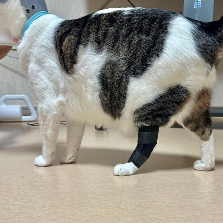 강아지 슬개골 탈구 보호대 중형 쓸개 골보 관절 다리