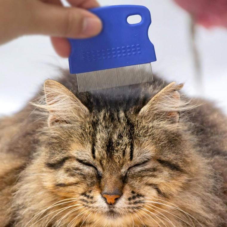 반려동물 눈꼽 빗 페이스 콤 강아지 고양이 토끼 얼굴 관리 브러시