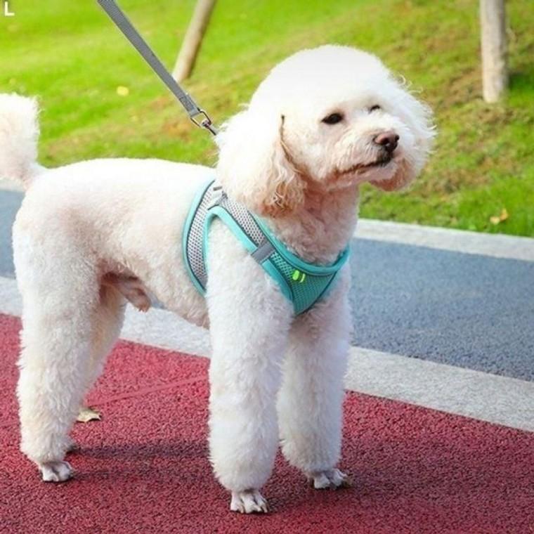 bns 메쉬 조끼 하네스 강아지하네스 BND-A14