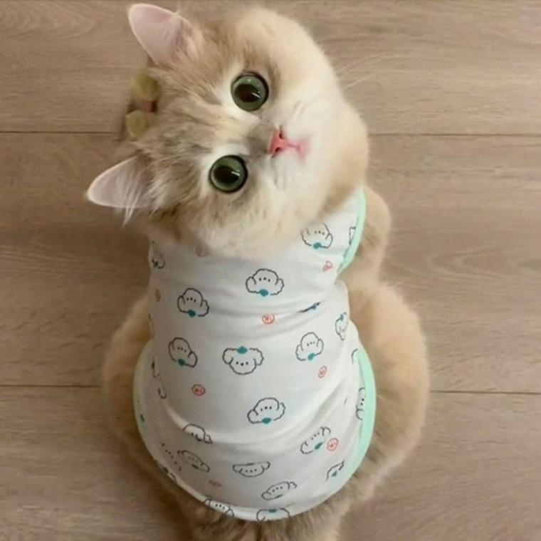 민소매 나시티 1P 패션 강아지 댕댕이 고양이 귀여운